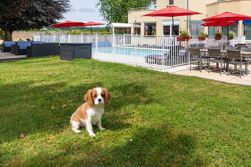 Votre animal de compagnie est le bienvenu à l'hôtel