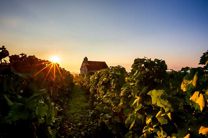 Le vignoble de Gevrey-Chambertin