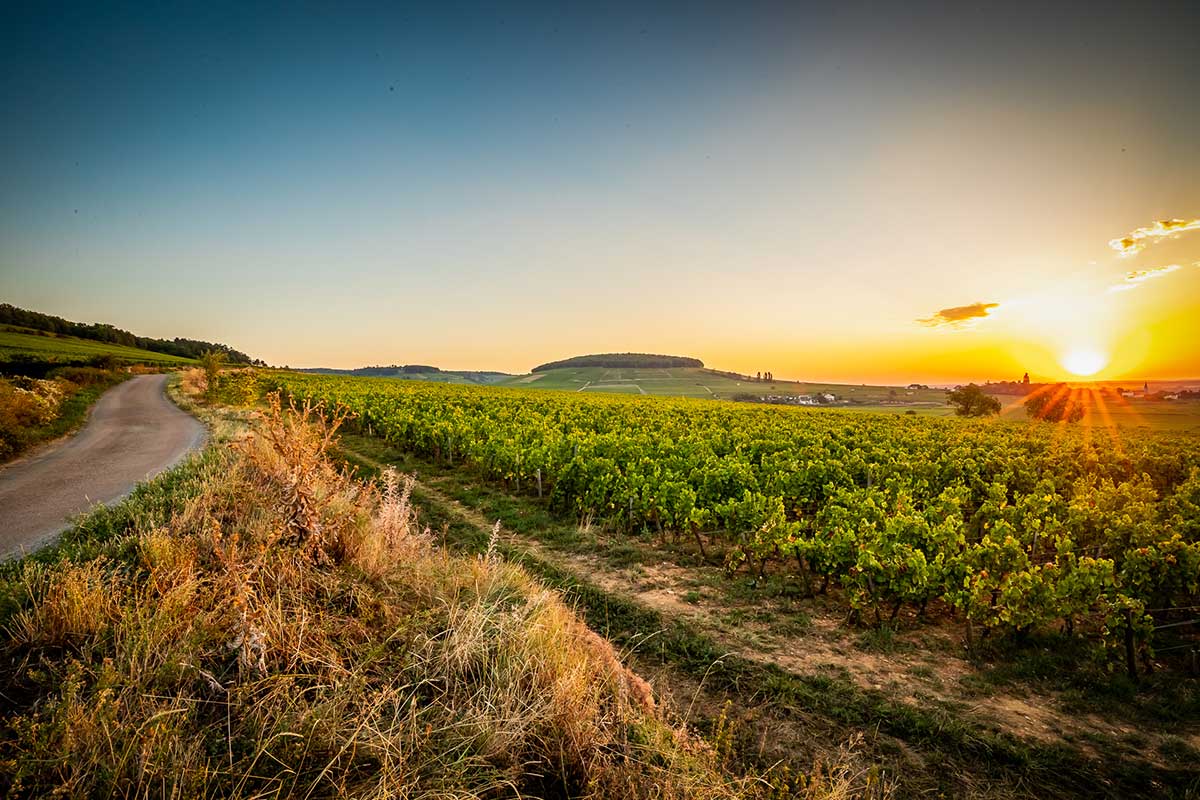 Les vignes de la route des grands crus de Bourgogne
